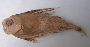 Image result for Eumegistus illustris