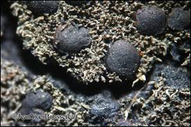 Attēlu rezultāti vaicājumam “Parmeliella triptophylla”