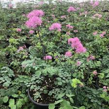 Attēlu rezultāti vaicājumam “Thalictrum aquilegifolium flower”