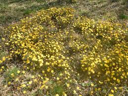 Attēlu rezultāti vaicājumam “Tussilago farfara bud”