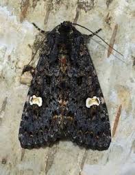 Attēlu rezultāti vaicājumam “Melanchra persicariae imago”