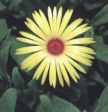 Image result for Mesembryanthemum criniflorum