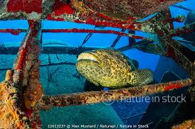 Image result for Epinephelus itajara