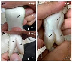 Attēlu rezultāti vaicājumam “Pelophylax adult”