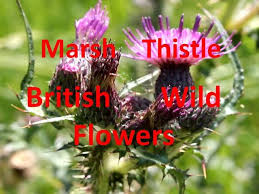 Attēlu rezultāti vaicājumam “Cirsium palustre flower”