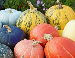 Image result for Kürbis