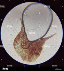 Attēlu rezultāti vaicājumam “Nowellia curvifolia”