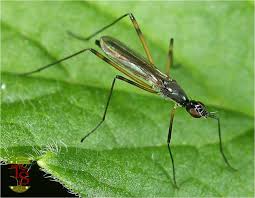 Attēlu rezultāti vaicājumam “Micropezidae”