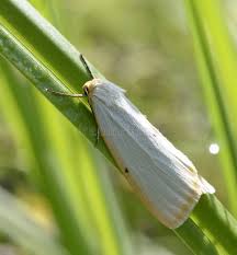 Attēlu rezultāti vaicājumam “Cybosia mesomella”