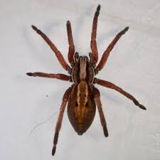 Attēlu rezultāti vaicājumam “Miturgidae”