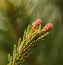 Attēlu rezultāti vaicājumam “Pinus sylvestris female flower”