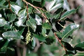 Attēlu rezultāti vaicājumam “Salix pentandra fruit”