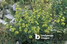 Attēlu rezultāti vaicājumam “Vincetoxicum hirundinaria”