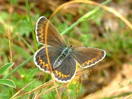 Attēlu rezultāti vaicājumam “Plebejus argus / Plebejus idas”