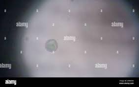 Attēlu rezultāti vaicājumam “Byssocorticium atrovirens”