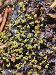 Attēlu rezultāti vaicājumam “Physarum viride stalked”