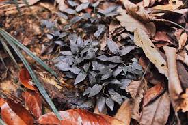 Attēlu rezultāti vaicājumam “Cribraria ferruginea”