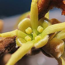 Attēlu rezultāti vaicājumam “Hamamelis virginiana bud”