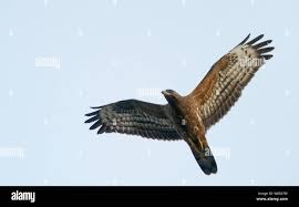 Attēlu rezultāti vaicājumam “Pernis apivorus adult”