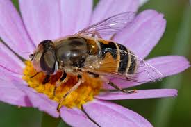 Attēlu rezultāti vaicājumam “Eristalis sp.”