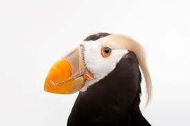 Image result for Fratercula cirrhata