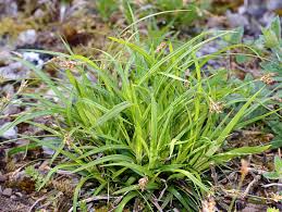 Attēlu rezultāti vaicājumam “Carex ornithopoda leaf”
