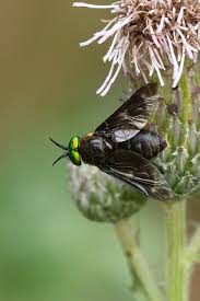 Attēlu rezultāti vaicājumam “Chrysops”