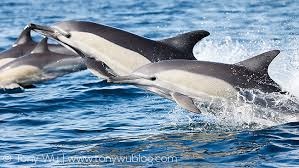 Image result for Delphinus delphis