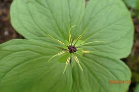 Attēlu rezultāti vaicājumam “Paris quadrifolia bud”