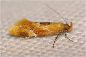 Attēlu rezultāti vaicājumam “Epicallima formosella”