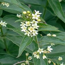 Attēlu rezultāti vaicājumam “Vincetoxicum hirundinaria fruit”