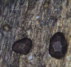 Attēlu rezultāti vaicājumam “Licea castanea”