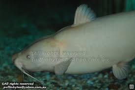 Image result for Ictalurus punctatus