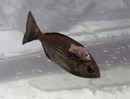 Image result for Spondyliosoma cantharus