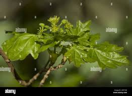 Attēlu rezultāti vaicājumam “Acer campestre flower”