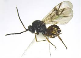 Attēlu rezultāti vaicājumam “Cynipidae”