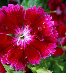 Attēlu rezultāti vaicājumam “Dianthus barbatus”