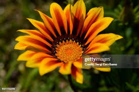 Image result for Gazanien