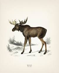 Attēlu rezultāti vaicājumam “Alces alces”