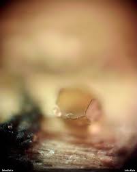 Attēlu rezultāti vaicājumam “Licea pusilla”