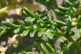 Attēlu rezultāti vaicājumam “Cakile maritima subsp. baltica leaf”