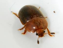 Attēlu rezultāti vaicājumam “Cychramus luteus”