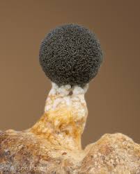 Attēlu rezultāti vaicājumam “Diachea subsessilis spores”