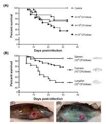 Image result for Tautogolabrus adspersus
