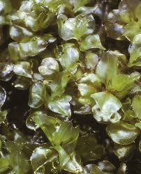 Attēlu rezultāti vaicājumam “Cinclidium stygium”