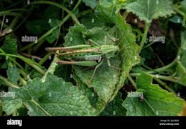 Attēlu rezultāti vaicājumam “Decticus verrucivorus nymph”