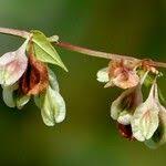 Attēlu rezultāti vaicājumam “Fallopia dumetorum fruit”