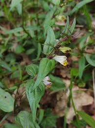 Attēlu rezultāti vaicājumam “Melampyrum pratense leaf”