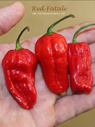 Afbeeldingsresultaat voor red fratali hot pepper