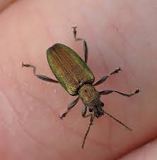 Attēlu rezultāti vaicājumam “Donacia clavipes”